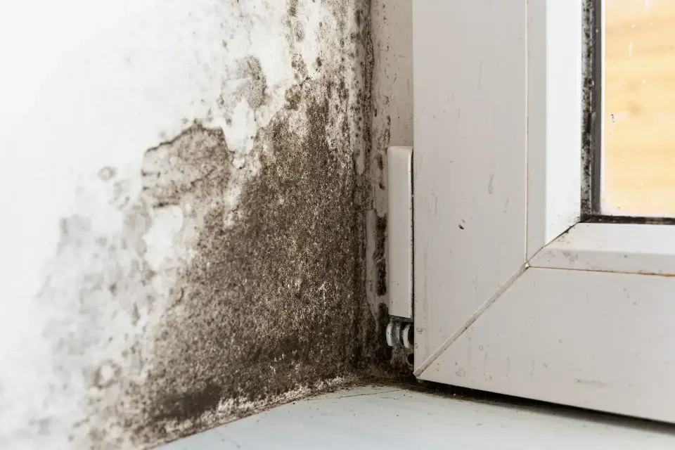 Lake Magdalene — Water Damage